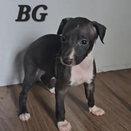 Black Girl - Seal female Italian Greyhound puppy in Frostproof, Florida from Quality Italian Greyhounds