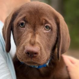 Riker - Chocolate male Labrador Retriever puppy in Archer Lodge, North Carolina from Archer Lodge Labradors