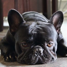French Bulldogs from Le’ Petit Frenchies