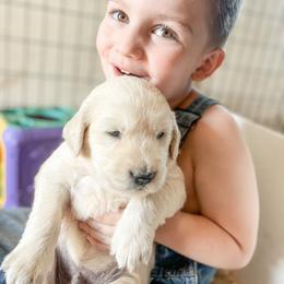 Golden Retriever and Pembroke Welsh Corgi Puppies from Rose n’ Thistle Farm