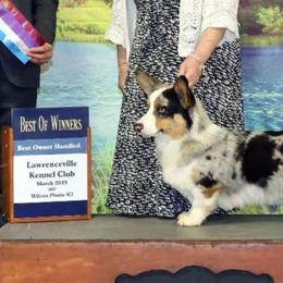 Cardigan Welsh Corgi puppies from Leather & Lace