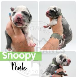 Snoopy - Harlequin male Great Dane puppy in Sac City, Iowa from Northern Great Danes of Colorado & Iowa