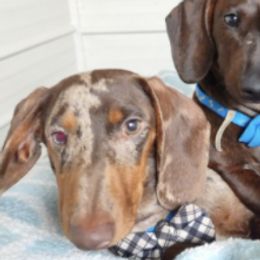 Dachshunds from Boonedox Bred2BlessU