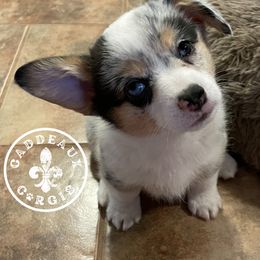 American Corgi and Pembroke Welsh Corgi Puppies from Caddeaux Corgis