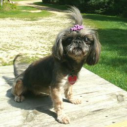 Eva - Shih Tzu