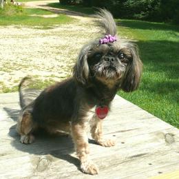 Eva - Shih Tzu