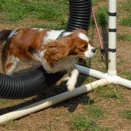 Cavalier King Charles Spaniel All Grown Up from Claymoore Cavaliers