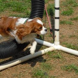 Cavalier King Charles Spaniel All Grown Up from Claymoore Cavaliers