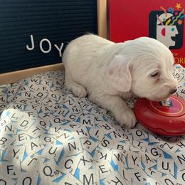 Cockapoo Puppies from Country J Canines