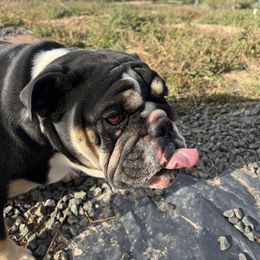Nova - Black tri-color female Bulldog puppy in Fort Collins, Colorado from Average Jo’s  Bulldogs
