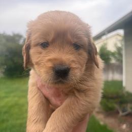 Orange Collar - Golden male Golden Retriever puppy in Mountain Home, Idaho from Poppy's Garden Golden Retrievers