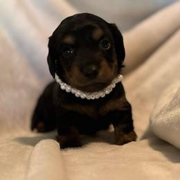 AKC Girl 2 - Black and tan female Dachshund puppy in Yuma, Arizona from M's puppy love