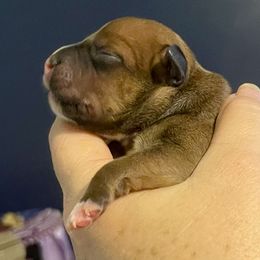 KitKat - Red female Staffordshire Bull Terrier puppy in Monroe, Georgia from Irresistibull Staffords