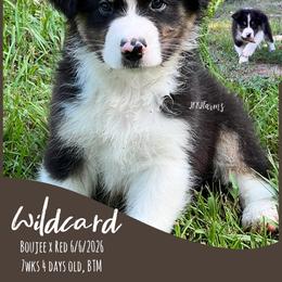 2 Wildcard, BTM - Black tri-color male Australian Shepherd puppy in Huntington, Texas from JKKJ Farms, LLC