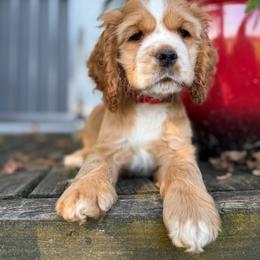Yogi mint male - Red male Cocker Spaniel puppy in Howe, Indiana from A&J Kennel