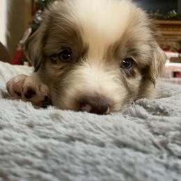 Boy 3 - Red merle Australian Shepherd puppy in Monroe, North Carolina from Dreamland Aussies & Poodles