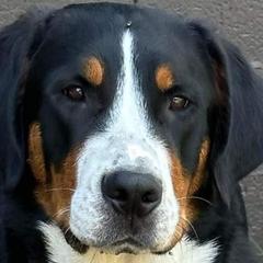 Sage - Greater Swiss Mountain Dog