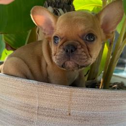 Burch - Fawn male French Bulldog puppy in Saucier, Mississippi from Mississippi Sound Frenchies