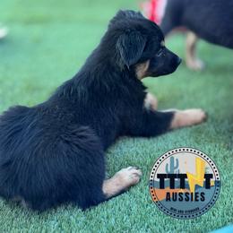 Slick - Black tri-color male Australian Shepherd puppy in Tucson, Arizona from TTTNT Aussies
