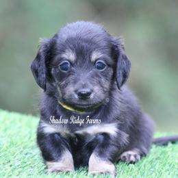 GiGi - Black and cream female Dachshund puppy in Murray, Kentucky from Shadow Ridge Farms