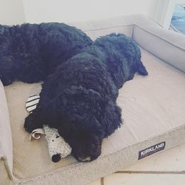 Goldendoodle Puppies from Robinson Doodles