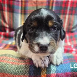 Girl 2 - Blue belton and tan (tri-color) female English Setter puppy in Potosi, Wisconsin from Point and Flush Gun Dogs