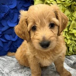 Witt - Light golden male Double Doodle puppy in Lagrange, Georgia from Abbott Mini Doodles