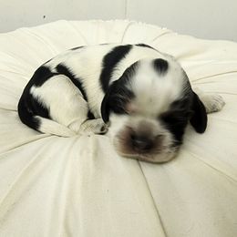 Sugar - Blue roan and tan female Cocker Spaniel puppy in Tecumseh, Oklahoma from Gambill's Cocker Spaniel Cuties