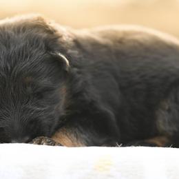 Girl 6 - female German Shepherd puppy in Canton, Texas from WILDWOOD GERMAN SHEPHERDS