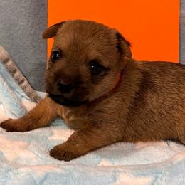 Orange collared puppy - Red wheaten male Cairn Terrier puppy in Hastings, Nebraska from D & J SCOTTIES AND CAIRNS & Miniature Long haired Dachshunds