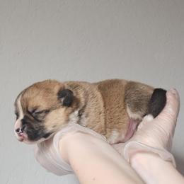 Baxter - Red male Pembroke Welsh Corgi puppy in Tomball, Texas from Larsen Loved Corgis