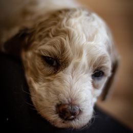 Poodle Puppies from Wild Orchid Poodles