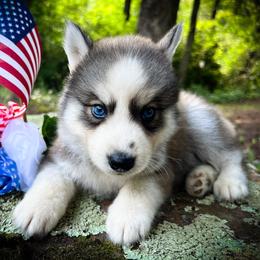Jay - Sable and white male Siberian Husky puppy in Union Grove, Alabama from Southern Siberian Life