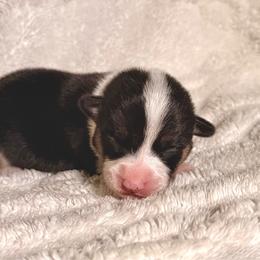Girl 3 - Black and tan female Pembroke Welsh Corgi puppy in Northwood, Iowa from Sorrel Sands Corgis