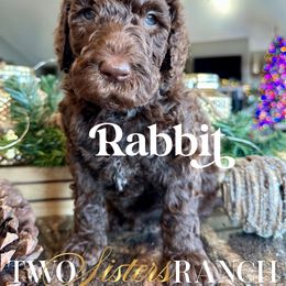 Rabbit - male Newfypoo puppy in Jackson, Missouri from Two Sisters Ranch, LLC