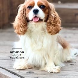 Penelope - Cavalier King Charles Spaniel