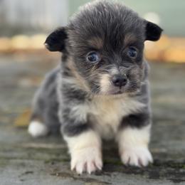 Dior (fluffy) - Blue female Pembroke Welsh Corgi puppy in East Oakdale, California from Rhettro Kennels