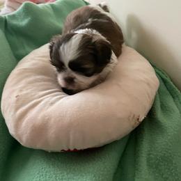 Boy 2 - Brindle male Shih Tzu puppy in Lebanon, Tennessee from Jan’s Shihtzus