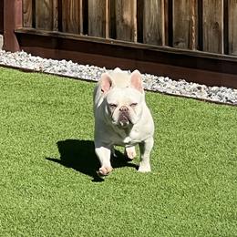Stormie - French Bulldog