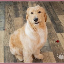 Raymond - Red  male Goldendoodle puppy in Connersville, Indiana from Deaz Doodle Ranch