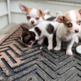 Chihuahua and Shih Tzu Puppies from Cuties 4 You