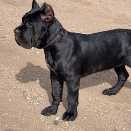 Cane Corso Puppies from RiverStone Gardens