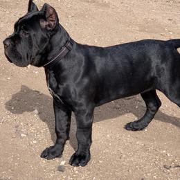 Cane Corso Puppies from RiverStone Gardens