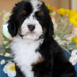 Alexa - Tri-color female Bernedoodle puppy in Yuciapa, California from AlltheDoodlez_