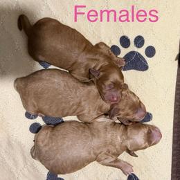 Girl 2 - Apricot female Goldendoodle puppy in Greenville, South Carolina from Law Doodles of SC