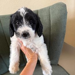 Glory - Parti female Labradoodle puppy in Churchill County Fallon, Nevada from Card Family Ranch