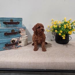 Quinsley (AKC) - Red  female Poodle puppy in Rainbow City, Alabama from Spinks Poodles