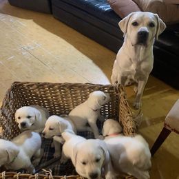 DJ - Yellow male Labrador Retriever puppy in Live Oak, California from Blanco Labradors