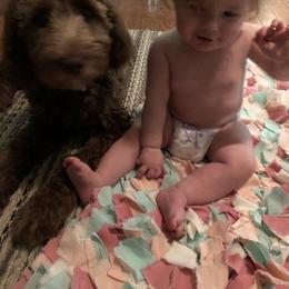 Bernedoodle and Goldendoodle Puppies from Bailey Mountain Doodles