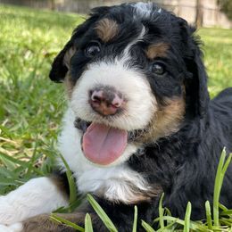 Bernedoodle Puppies from Creekside Doodles